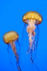Medusas de ortiga marina del Pacífico sobre fondo azul - foto de stock