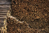 Кучи обрезанных деревянных стволов коричневых деревьев — стоковое фото