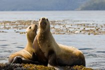 Pair of Stellar sea lions resting on rocks, Gwaii Haanas, Haida Gwaii, British Columbia, Canada — Stock Photo
