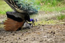 Male peacock mating with female peacock outdoors. — Stock Photo