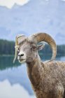 Большая овца, стоящая перед озером в Банфском национальном парке, Альберта, Канада — стоковое фото