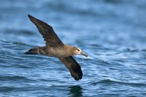 Albatros à pieds noirs survolant la surface de l'eau bleue . — Photo de stock