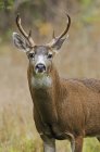 Primer plano de Mule Deer Buck - foto de stock