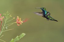 Black-throated mango hummingbird flying while feeding at flowering plant. — Stock Photo