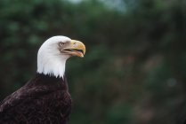 Side view of bald eagle bird sitting outdoors. — Stock Photo
