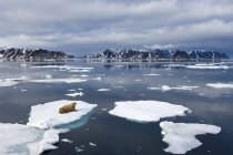 Atlantic walrus lying on pack ice in sea by Svalbard Archipelago, Arctic Norway — Stock Photo