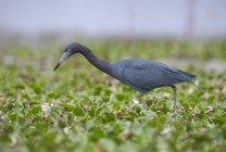 Great blue heron bird hunting in marsh. — Stock Photo