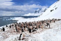 Gentoo penguins colony at Cuverville Island, Antarctic Peninsula, Antarctica — Stock Photo