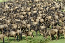 Grande gruppo di gnu comuni in migrazione, Masai Mara Reserve, Kenya, Africa orientale — Foto stock