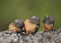 Filhotes de coruja serra-whet do norte empoleirados em log e olhando para cima, close-up — Fotografia de Stock