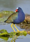 Purple gallinule swamphen standing on lily pads in marsh. — Stock Photo