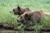 Ursos-pardos dormindo em grama de borda, Great Bear Rainforest, British Columbia, Canadá — Fotografia de Stock