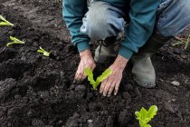 Cropped view of man gardening and planting seedlings — Stock Photo