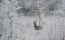 White-tailed Deer in winter snowcapped landscape — Stock Photo