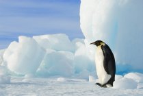 Emperor penguin striding beside grounded iceberg, Snow Hill Island, Antarctic Peninsula — Stock Photo