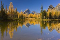 Floresta e lago outonal em Opabin Plateau, Yoho National Park, British Columbia, Canadá — Fotografia de Stock