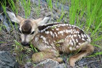Veado de mula recém-nascido fawn deitado na grama — Fotografia de Stock