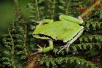 Close-up of green Pacific tree frog perched on plant. — Stock Photo