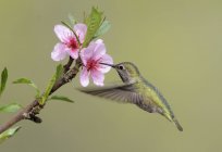 Weibchen anna Kolibri ernährt sich von Blüte, Nahaufnahme. — Stockfoto