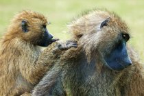 Olive baboons grooming en reserva de caza de Kenia, África Oriental - foto de stock
