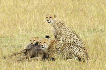 Cheetahs with wildebeest prey in meadow of Masai Mara Reserve, Kenya, East Africa — Stock Photo
