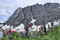 Wiese mit Pinsel Wildblumen am Schollensee, Kootenay Nationalpark, Britisch Columbia, Kanada — Stockfoto