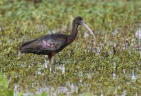 Glossy ibis walking in swamp water of wetland. — Stock Photo