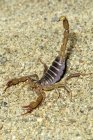 Northern scorpion in defensive posture, close-up. — Stock Photo