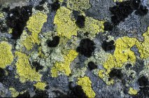 Gros plan du motif naturel de roche incrustée de lichen, cadre complet — Photo de stock