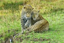 Два леопарда обнимаются на зеленой траве в заповеднике Масаи Мара, Кения, Восточная Африка — стоковое фото