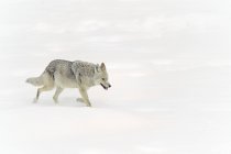 Coyote corriendo en llanuras nevadas de Canadá, vista lateral . - foto de stock