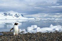 Gentoo пінгвін ходьба на приморському Neko гавань, Антарктичного півострова — стокове фото