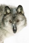 Lobo fêmea adulto no fundo branco nevado, retrato . — Fotografia de Stock