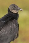 Portrait of black vulture bird outdoors. — Stock Photo
