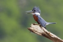 Ringed kingfisher bird perched on dry wood in Costa Rica, Central America. — Stock Photo