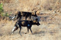 African wild dogs hunting in Samburu National Park, Kenya, East Africa — Stock Photo