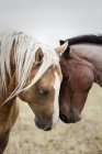 Two affectionate horses in Saskatchewan, Canada — Stock Photo