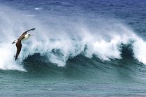 Laysan albatross fliegen über ozeanbrandung auf hawaii, usa — Stockfoto