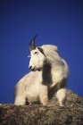 Vue à angle bas de la chèvre de montagne sur les rochers contre le ciel bleu . — Photo de stock