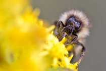 Bumblebee collecte nectar de fleur jaune, gros plan — Photo de stock