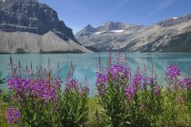 Flores de ervas daninhas que crescem por Bow Lake, Banff National Park, Alberta, Canadá — Fotografia de Stock