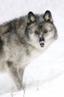 Adult female wolf on white snowy background. — Stock Photo