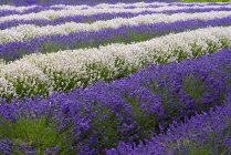 Cropped view of lavender farm plants — Stock Photo