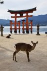 Puerta torii de Miyajima y ciervo sika en el Santuario de Itsukushima en Japón . - foto de stock