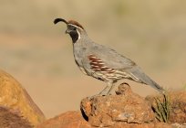 Gambels quail standing on arid rocks. — Stock Photo