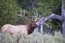 Wild elk with antlers standing in forest of Alberta, Canada. — Stock Photo