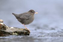 American dipper perched on edge of stream with salmon egg in beak. — Stock Photo