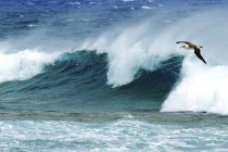 Albatros de Laysan volando sobre el oleaje oceánico en Hawaii, EE.UU. - foto de stock
