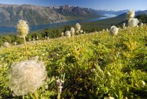 Fluffy Western Anemone blossoms on grassy shore of Chilko Lake in Tsylos Provincial Park, British Columbia, Canada — Stock Photo