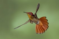 Nahaufnahme eines Rubin-Topas-Kolibris mit schwebenden Flügeln im Flug. — Stockfoto